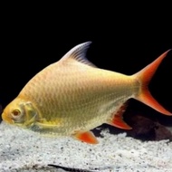 BAZAAR IKAN KAVIAT ALBINO JUMBO MATA MERAH TENGMET PREDATOR SIZE 18-20CM