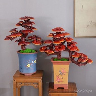 （（💕💕精品摆件收藏））灵芝基地室内盆景阳台植物净化空气花卉送礼绿植佳品盆栽干体灵芝 2CVR