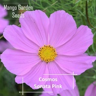 Pink Sonata Cosmos Flower Seeds - 100 Seeds *Pot Friendly* Planting Large Flower Pots Cosmos Large P