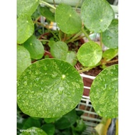 Variegated Pilea Peperomioides "  Chinese Money Plant  "