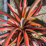 Red Variegated Nanas by LS Group