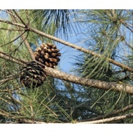 Pine Seed, Biji Pokok Krismas ATAU Biji Kacang Pinus