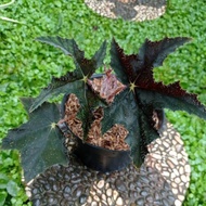 TANAMAN Begonia Black Fang || Begonia Bintang