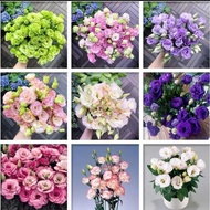 Biji Benih - Bunga Eustoma / Lisianthus | Flower Seed - Eustoma / Lisianthus / Prairie Gentian | 花种子