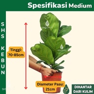 Ficus Lyrata /η΄εΆζ¦/ Fiddle fig / Pokok Ketapang/ Daun Ketapang Banjo fig / Fiddle leaves fig tree / L