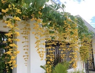 Chậu  cây Hoa Lan Hoàng dương