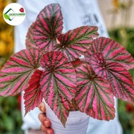 READY STOCK tanaman hias begonia rex walet pink - begonia rex strip