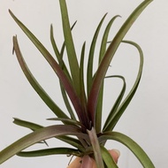 Air Plant Tillandsia Aff Capitata (M)