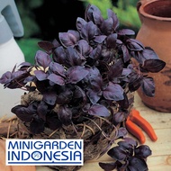 Bibit herbal Basil Red Leaved ECER 15BIJI benih basil merah basil ungu f1 import fothergills