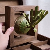 P. ridleyi 亞洲猴腦 仿真鹿角蕨 皮革工藝 (小)