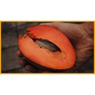 mamey sapote ciku gergasi