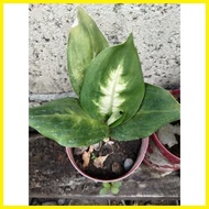 ▫ ❁ ☏ Take-All Seven Aglaonema Varieties - Live Plant