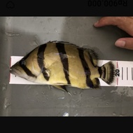 Hiasan Ikan Datz NTT jumbo