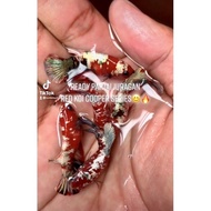 CUPANG HIAS BETTA FEMALE RED KOI COOPER IRONMAN TOP GRADE PARTAI 10