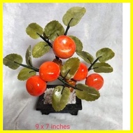 【hot sale】 Kiat kiat Money Tree 5 fruits