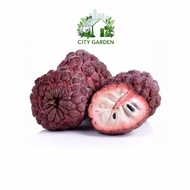 Buah Nona Merah/Red Custard Apple (SEEDS)