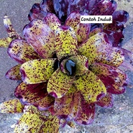 Bromeload Neo Sharm Rock / sham rock / Gha Garden House / Neo shamrock