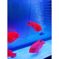 Acrylic Baffle Fish Tank Isolation Plate Fish Baffle Separation Net Partition Isolation Net Partitio