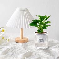 植栽 室內盆栽 黃金葛