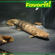 Ikan Predator Palmas Endlichery Hiasan aquarium