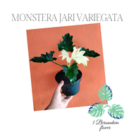 Tanaman hias monstera jari variegata