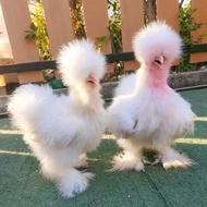 ไข่เชื้อ ไก่ซิลกี้ สำหรับฟัก 1 ฟอง