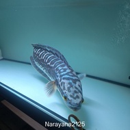 ikan toman jumbo 75 cm up++