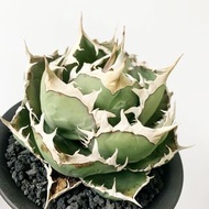 烈焰 /橙火焰/逆刺 嚴龍 Agave Titanota ❤️‍🔥  ………………………………….. NO 白豪刺·白火焰· SAD ·凱撒·妖炎·立可白·清櫻·塊根植物·象牙宮·龜甲龍·象足漆樹·白