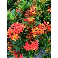 Outdoor plant - Ixora Sunkist Orange colour 12x12