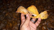 Sarang Walet Warna Orange “Asli-Original “ 1 kg