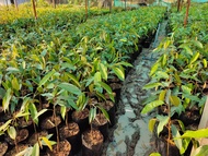 ต้นทุเรียนมูซานคิง เสริมราก 4ราก ต้นทุเรียนยาวลิ้นจี่/หลงลับแลสาย/พันธุ์อื่นๆแบบเสริมราก 3 ราก