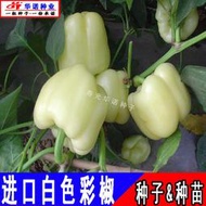 現貨 特價 快速發貨進口五彩椒甜椒種子 種籽白爾彩椒菜椒方椒大果辣椒籽蔬菜種子 種籽四季種hn