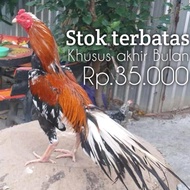 ayam bangkok ekor lidi telur fertil asli aduan perbutir