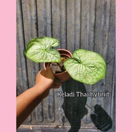 Colocasia Thai Hybrid
