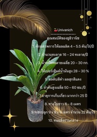 กล้าพันธุ์ ปาล์มน้ำมัน ขนาดสูง10-30ซม. ปลูกง่าย โตไว ผลผลิตสูง