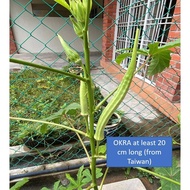 (15 seeds) Lady Finger/Okra/Kacang Bendi Seeds (Taiwan)