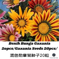 🔥Hot Product🔥 Benih Bunga Gazania 2opcs/Gazania Seeds 20pcs/混色勋章菊种子20粒