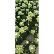 Xương Rồng Lopho Nhật (Tháp)