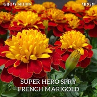 SUPERHERO SPRY FRENCH MARIGOLD SEED BIJI BENIH [ MRG 9 ]