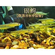 Ikan Asli Ikan Air Sejuk Ikan Perak Perak Tiada Pemanasan Diperlukan Corak Tempat Ikan Kecil Perak K