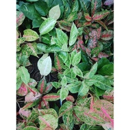 ♞Aglaonema Varieties / Budget Meal (Baby to Large Size)