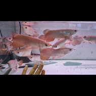 BIG SALE ikan arwana Golden Red