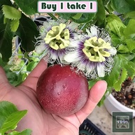 [Buy 1 Take 1]10PCS Passion Fruit Seeds Bonsai Passiflora Fruit Tree Seeds Climbing Plants Live Plants Real Plants Organic Fruits Seeds