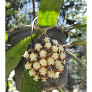 Hoya finlaysonii Pokok Hoya