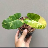 tanaman hias philodendron burle marx varigata - brekele variegatha