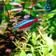 Cardinal Tetra