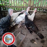 Ayam Kalkun Dewasa | Ayam Kalkun Betina | Kalkun | Ayam Hias | Yan45