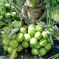 ready bibit kelapa kopyor kultur jaringan