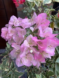 Rare Bougainvillea Hybrid Cuttings (not yet rooted)