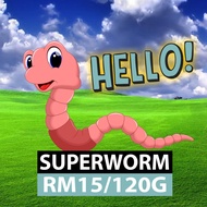 High-quality worms - 120g Super worm (Live) bird feed/ arowana feed/ fish feed